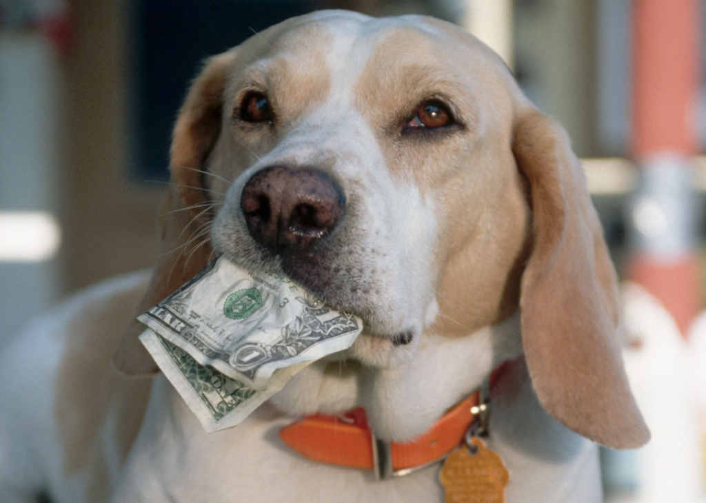 Make Money on Instagram with your Dog