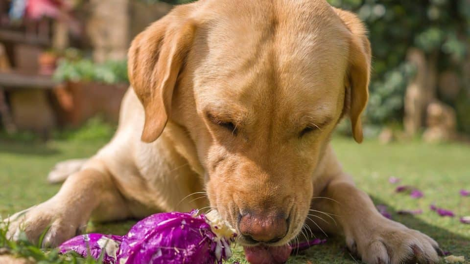 Can dogs eat cabbage