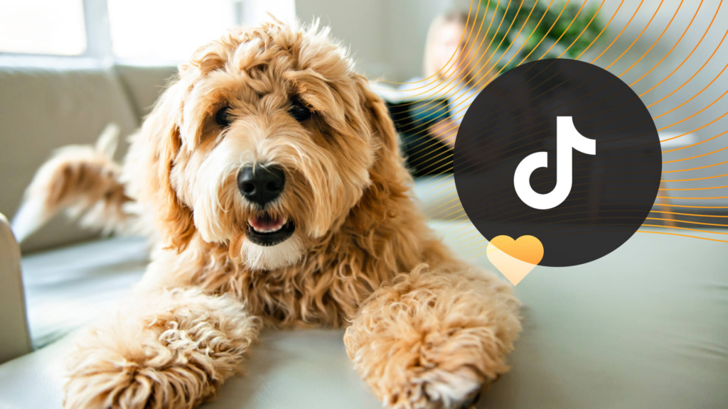 Make Money on TikTok with a Dog