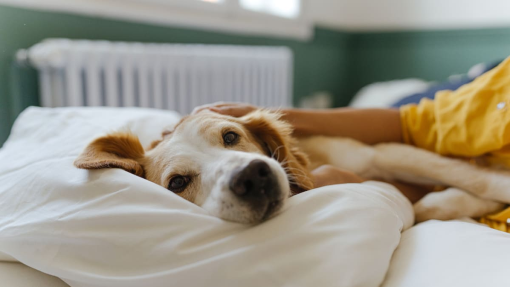 Dogs Sleeping in the Bed