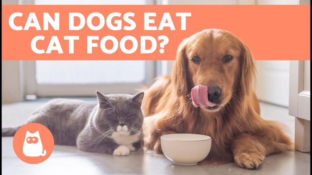 Can Dogs Eat Cat Food