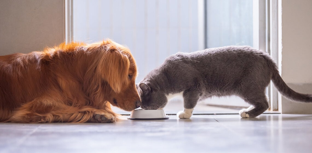 Can Dogs Eat Cat Food